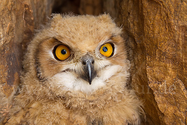 Pharaonenuhu (Bubo bubo ascalaphus)