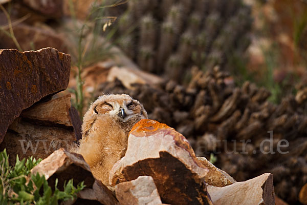 Pharaonenuhu (Bubo bubo ascalaphus)