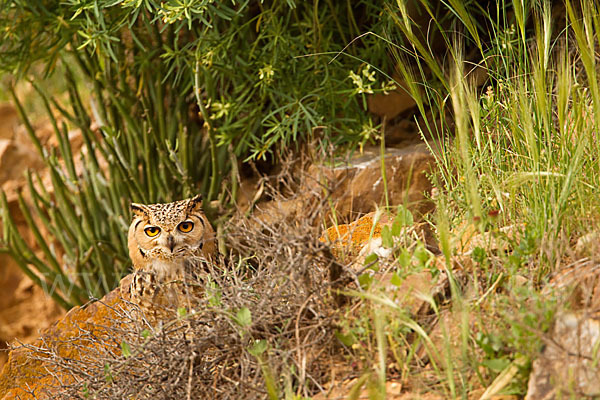 Pharaonenuhu (Bubo bubo ascalaphus)