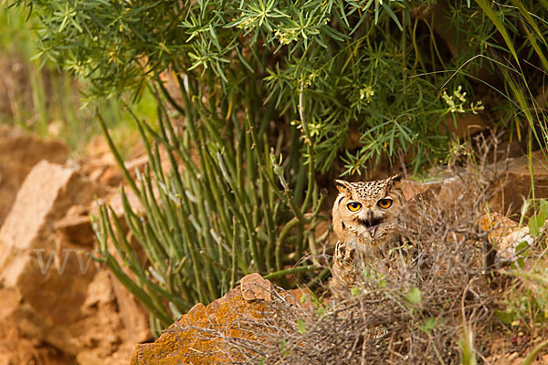 Pharaonenuhu (Bubo bubo ascalaphus)