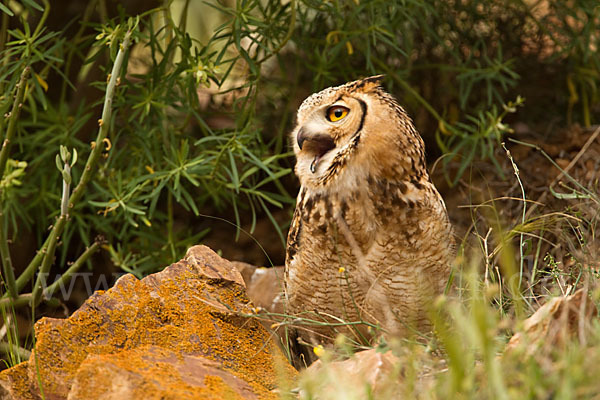 Pharaonenuhu (Bubo bubo ascalaphus)