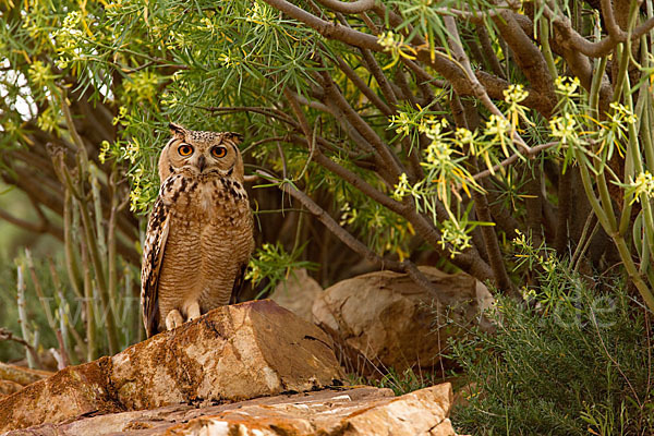 Pharaonenuhu (Bubo bubo ascalaphus)