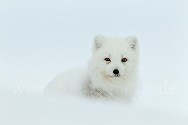 Polarfuchs (Vulpes lagopus)