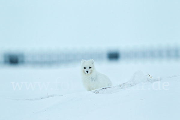 Polarfuchs (Vulpes lagopus)