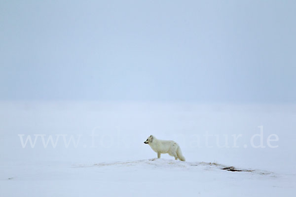 Polarfuchs (Vulpes lagopus)