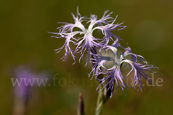 Pracht-Nelke (Dianthus superbus)