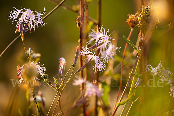 Pracht-Nelke (Dianthus superbus)