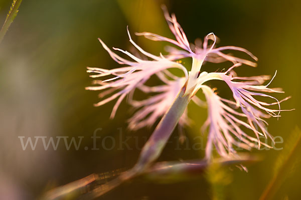 Pracht-Nelke (Dianthus superbus)