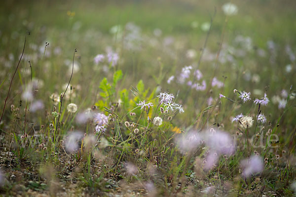 Pracht-Nelke (Dianthus superbus)