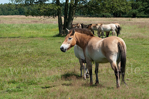 Przewalski-Pferd (Equus ferus przewalskii)