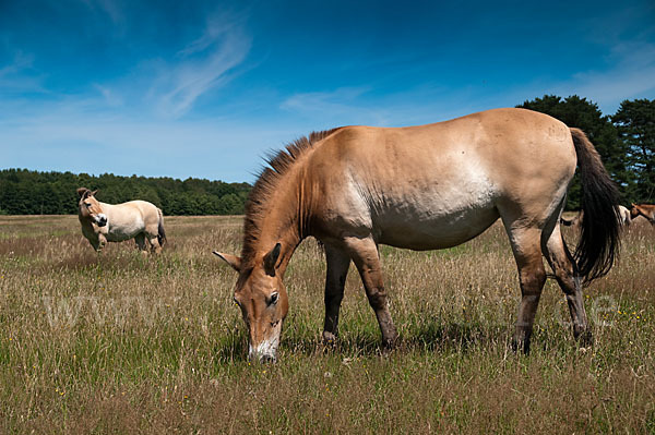 Przewalski-Pferd (Equus ferus przewalskii)