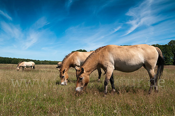 Przewalski-Pferd (Equus ferus przewalskii)