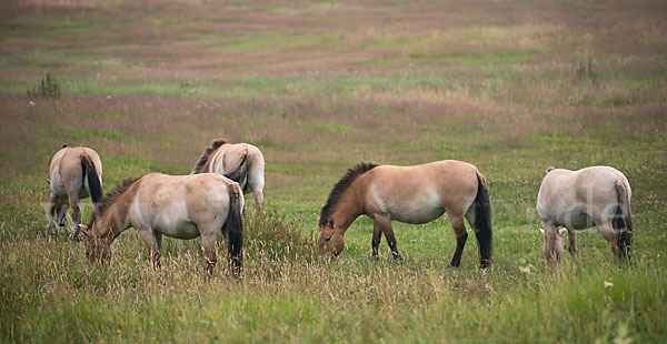 Przewalski-Pferd (Equus ferus przewalskii)