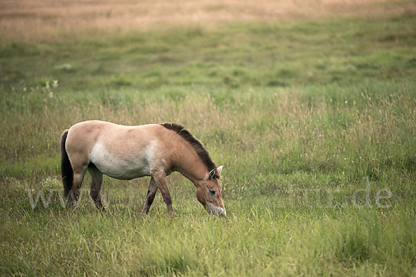 Przewalski-Pferd (Equus ferus przewalskii)