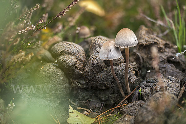 Punktiertsporiger Düngerling (Panaeolus olivaceus)