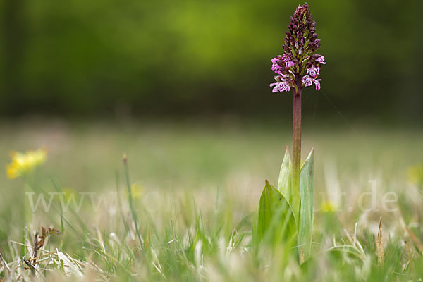 Purpur-Knabenkraut (Orchis purpurea)