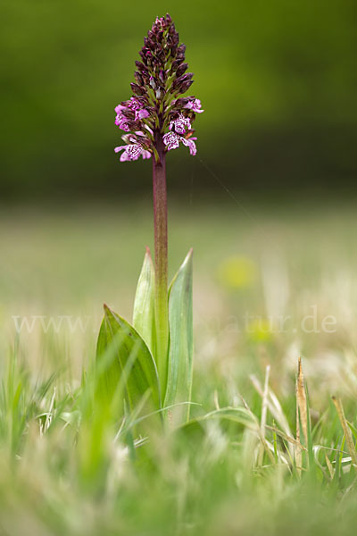 Purpur-Knabenkraut (Orchis purpurea)