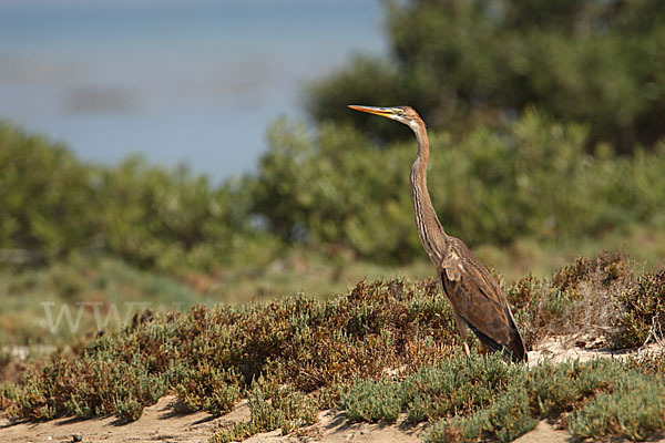 Purpurreiher (Ardea purpurea)