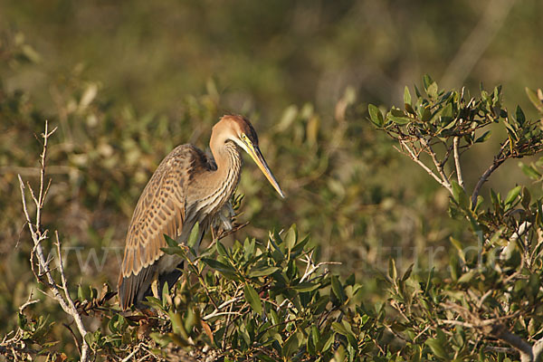 Purpurreiher (Ardea purpurea)