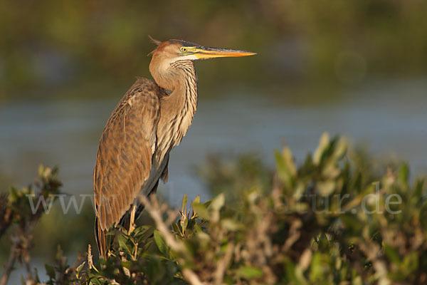 Purpurreiher (Ardea purpurea)