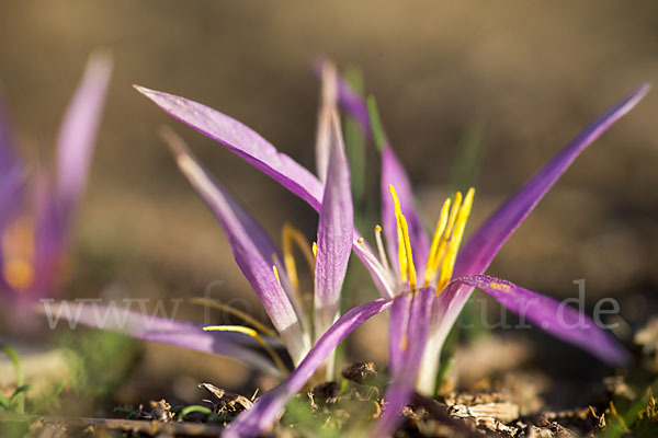 Pyrenäen-Merendera (Merendera pyrenaica)