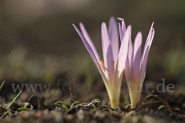 Pyrenäen-Merendera (Merendera pyrenaica)