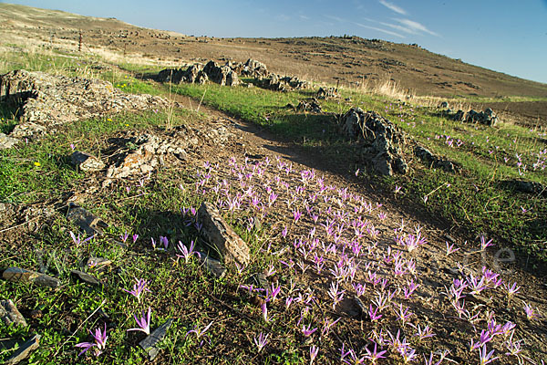 Pyrenäen-Merendera (Merendera pyrenaica)