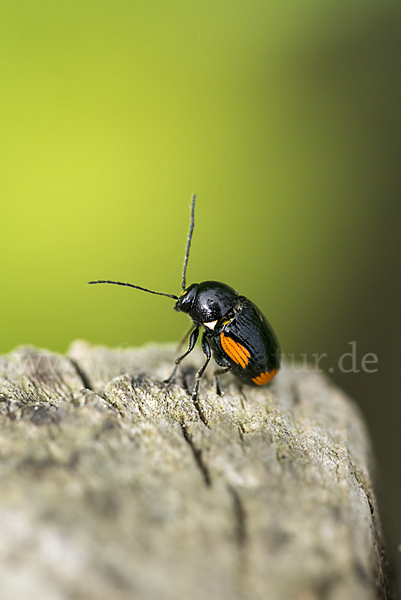 Querbindiger Fallkäfer (Cryptocephalus moraei)