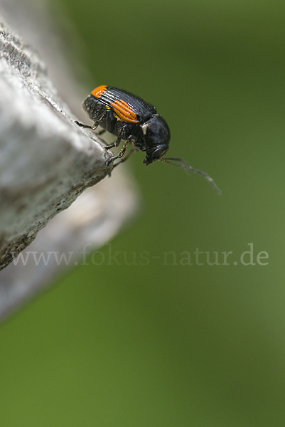 Querbindiger Fallkäfer (Cryptocephalus moraei)