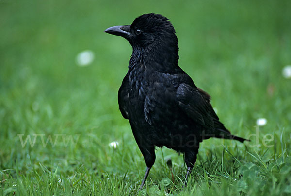 Rabenkrähe (Corvus corone corone)