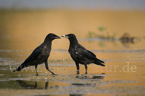 Rabenkrähe (Corvus corone corone)