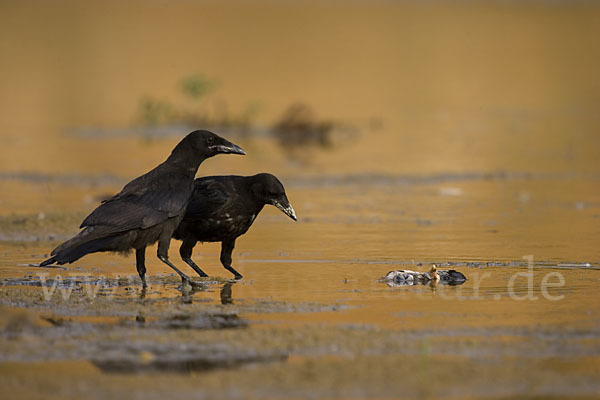 Rabenkrähe (Corvus corone corone)