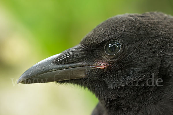 Rabenkrähe (Corvus corone corone)