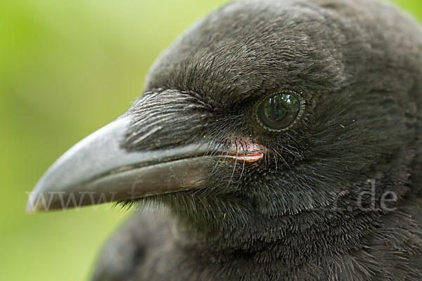 Rabenkrähe (Corvus corone corone)