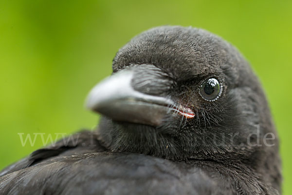 Rabenkrähe (Corvus corone corone)