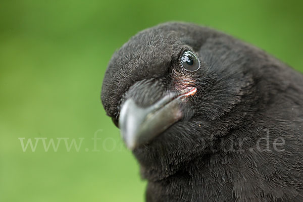 Rabenkrähe (Corvus corone corone)