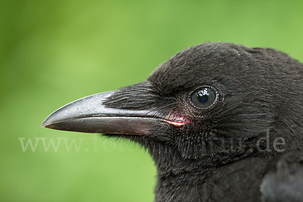 Rabenkrähe (Corvus corone corone)