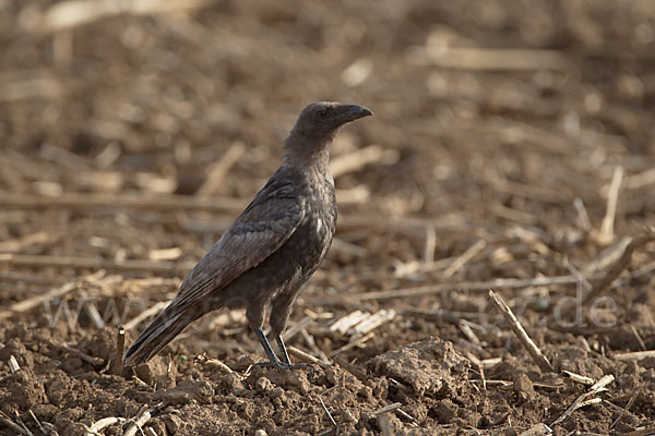 Rabenkrähe (Corvus corone corone)