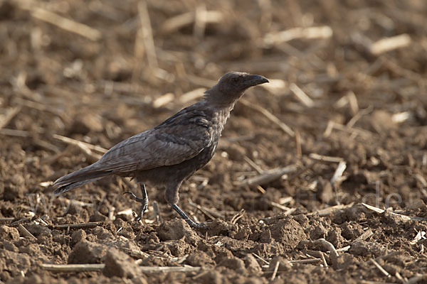 Rabenkrähe (Corvus corone corone)