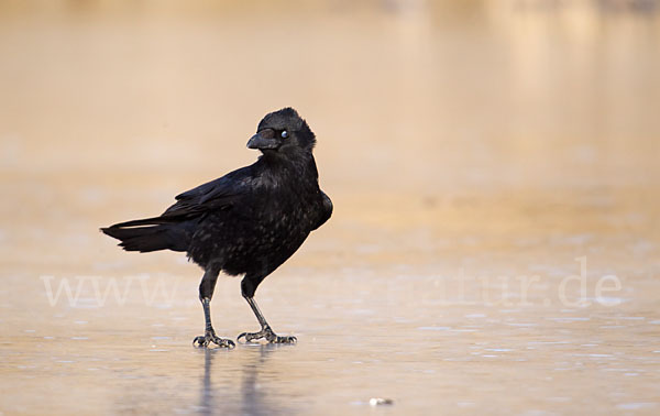 Rabenkrähe (Corvus corone corone)