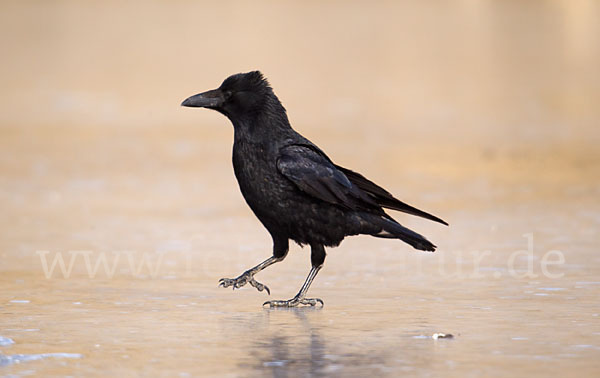 Rabenkrähe (Corvus corone corone)