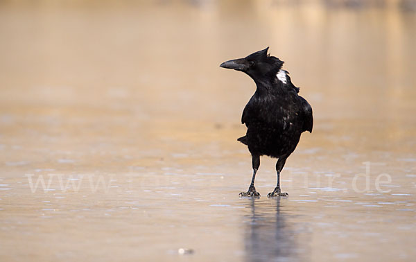 Rabenkrähe (Corvus corone corone)