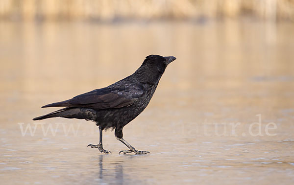 Rabenkrähe (Corvus corone corone)