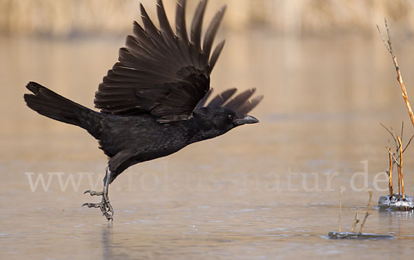 Rabenkrähe (Corvus corone corone)