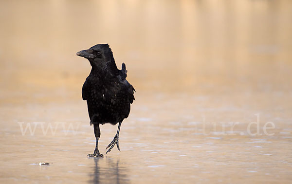 Rabenkrähe (Corvus corone corone)