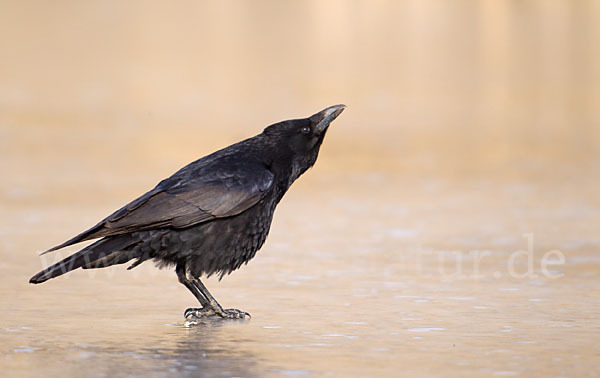 Rabenkrähe (Corvus corone corone)