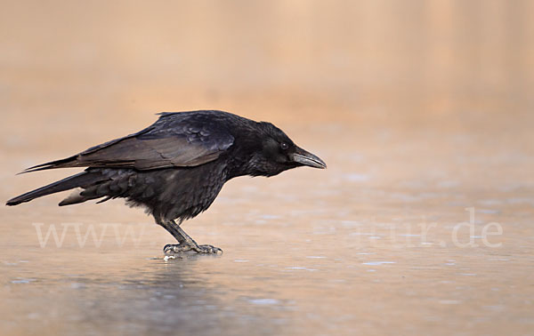 Rabenkrähe (Corvus corone corone)