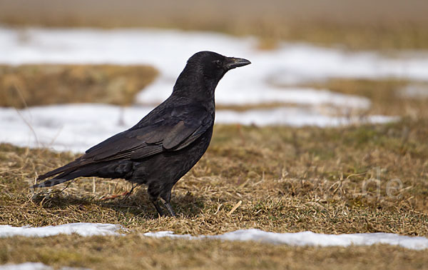 Rabenkrähe (Corvus corone corone)