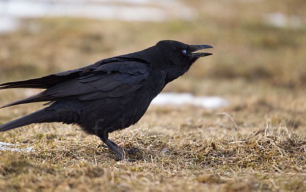 Rabenkrähe (Corvus corone corone)