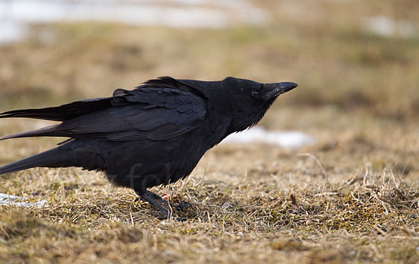 Rabenkrähe (Corvus corone corone)